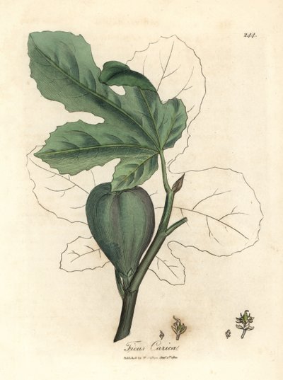 Higo verde, fruta, hojas, contorno de hoja, Ficus carica de James Sowerby