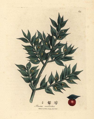rusco de flor verde, Ruscus aculeatus de James Sowerby