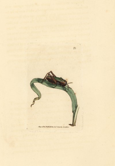 Saltamontes verde, Omocestus viridulus (Gryllus viridulus). Grabado en cobre coloreado a mano por James Sowerby de The British Miscellany, or Coloured figures of new, rare, or little known animal subjects. de James Sowerby