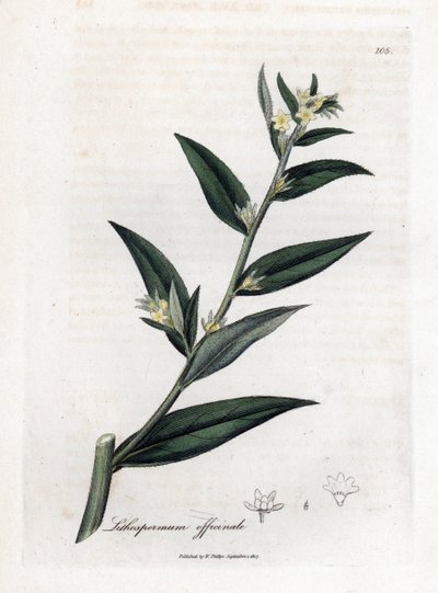 Gremil officinal o hierba perla - Gromwell, Lithospermum officinale. Grabado en cobre coloreado a mano a partir de una ilustración botánica de James Sowerby de "Medical Botany" de William Woodville y Sir William Jackson Hooker, John Bohn, Londres. de James Sowerby