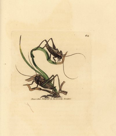 Grillo gris, Platycleis grisea (Langosta gris, Locust grisea). Grabado en cobre coloreado a mano por James Sowerby de The British Miscellany, or Coloured figures of new, rare, or little known animal subjects. de James Sowerby