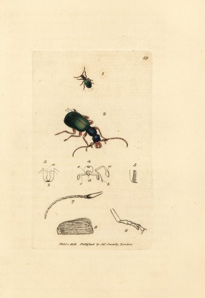 Escarabajo de tierra, Drypta dentata (Golden-mouthed carabus, Carabus chrysostomos). Grabado en cobre coloreado a mano por James Sowerby de The British Miscellany, or Coloured figures of new, rare, or little known animal subjects. de James Sowerby
