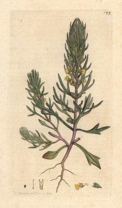 Ground pine, Ajuga chamaepitys (abeto) Grabado en cobre coloreado a mano según una ilustración de James Sowerby de James Smith