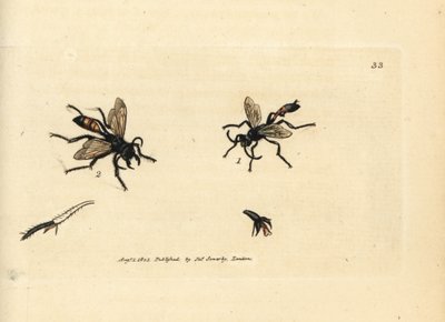 Lavandera de arena peluda, Podalonia hirsuta (Ammophila hirsuta). Grabado en cobre coloreado a mano por James Sowerby de The British Miscellany, or Coloured figures of new, rare, or little known animal subjects. de James Sowerby