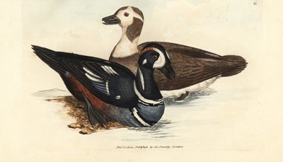Pato arlequín, Histrionicus histrionicus (Anas histrionica). Macho y hembra. Grabado en cobre coloreado a mano por James Sowerby de The British Miscellany, or Coloured figures of new, rare, or little known animal subjects. de James Sowerby