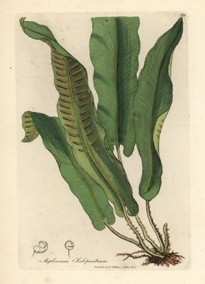 Helecho lengua de Harts, Asplenium scolopendrium de James Sowerby
