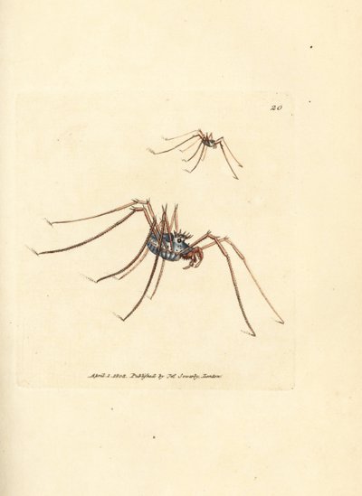 Araña cosechadora, Megabunus diadema. Grabado en cobre coloreado a mano por James Sowerby de The British Miscellany, or Coloured figures of new, rare, or little known animal subjects. de James Sowerby