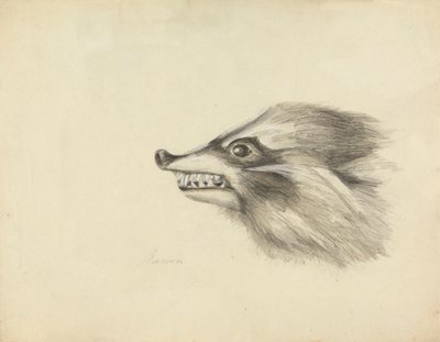 Cabeza de mapache de James Sowerby