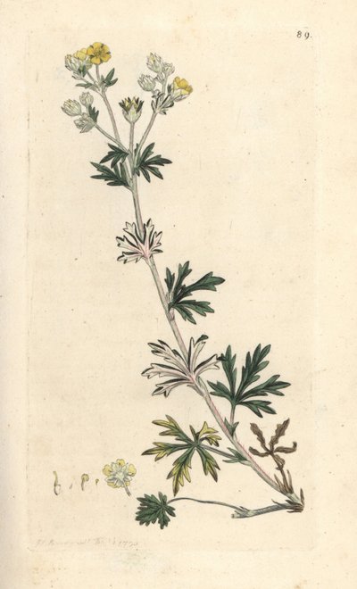 Hoary cinquefoil, Potentilla argentea (Cinquefoil) Grabado en cobre coloreado a mano según una ilustración de James Sowerby de James Smith