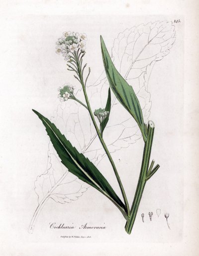 Rábano picante o cranson - Horseradish, Armoracia rusticana. Grabado en cobre coloreado a mano de una ilustración botánica de James Sowerby extraída de la obra de William Woodville y Sir William Jackson Hooker "Medical Botany", John Bohn, Londres. de James Sowerby