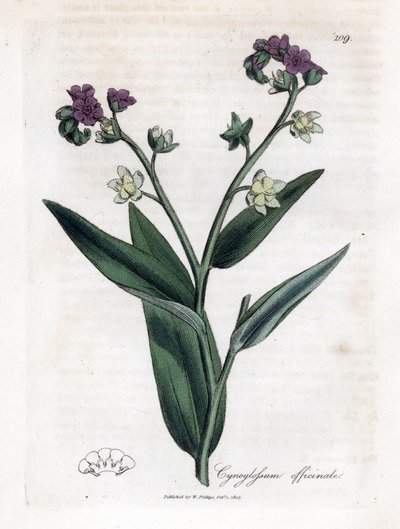 Lengua de sabueso, Cynoglossum officinale. Grabado en cobre coloreado a mano de una ilustración botánica de James Sowerby de "Botánica Médica" de William Woodville y Sir William Jackson Hooker, John Bohn, Londres. de James Sowerby