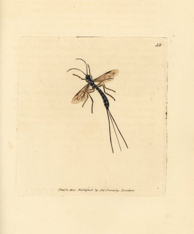 Mosca Ichneumon, Rhyssa persuasoria (Ichneumon persuasorius). Grabado en cobre coloreado a mano por James Sowerby de The British Miscellany, or Coloured figures of new, rare, or little known animal subjects. de James Sowerby