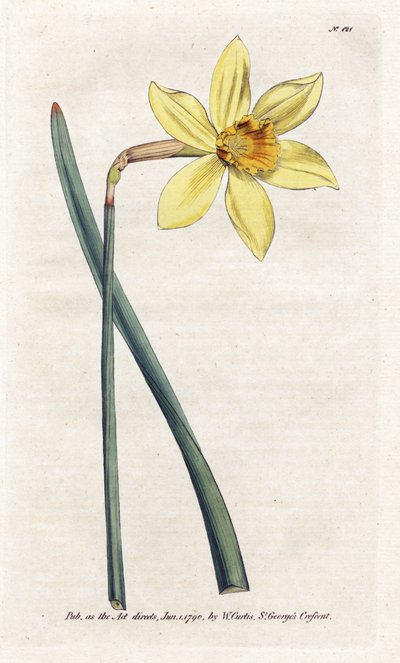 Incomparable Narciso - Litografía de James Sowerby (1757-1822), de la Revista Botánica de William Curtis (1746-1799) de James Sowerby
