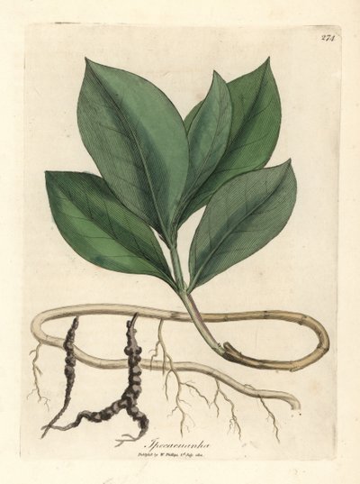 Ipecacuan, Ipecacuanha de James Sowerby