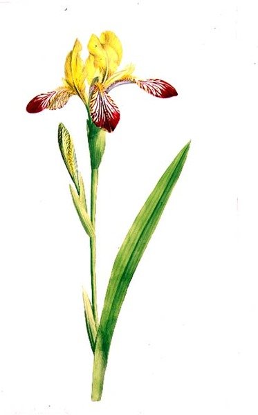 Iris Variegata, c.1800 de James Sowerby