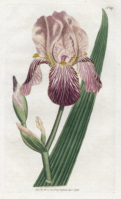 Iris a olor de saúco - Litografía de James Sowerby (1757-1822), lámina de William Curtis