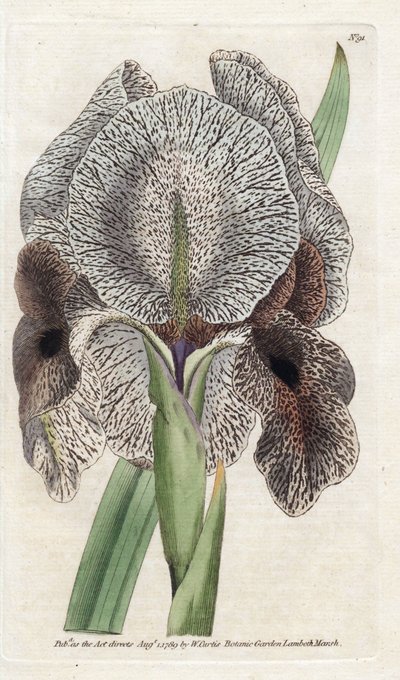 Iris de Charlcedoine o Susa - Litografía de James Sowerby (1757-1822), de la Revista Botánica de William Curtis (1746-1799) de James Sowerby