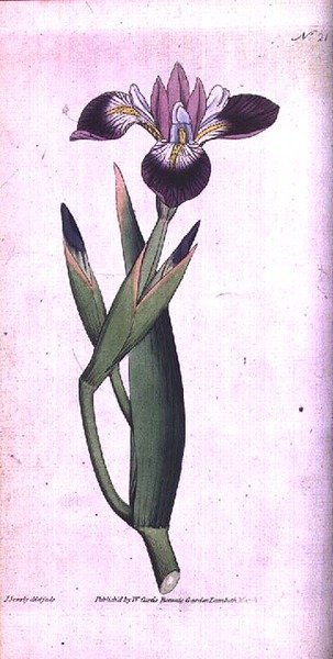 Iris vericolor, lámina 21 del 