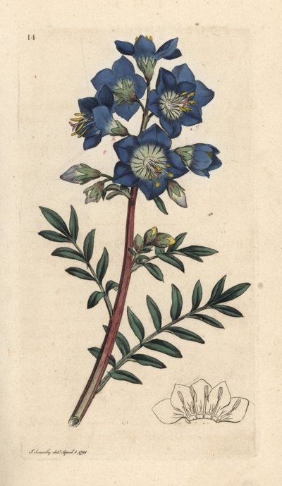 Escalera de Jacob o valeriana griega, Polemonium caeruleum Grabado en cobre coloreado a mano según una ilustración de James Sowerby de Botánica inglesa de James Smith, Londres. de James Sowerby