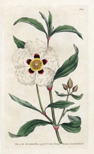Ladanifere o Ledon Cistus - Litografía de James Sowerby (1757-1822), de la Revista Botánica de William Curtis (1746-1799) de James Sowerby