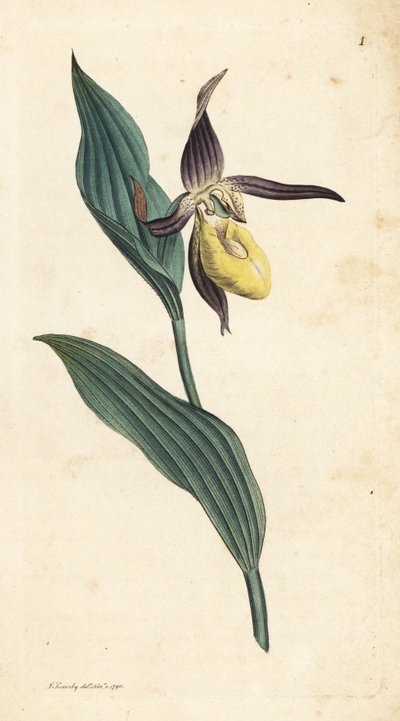 Orquídea zapatilla de dama, Cypripedium calceolus. Grabado en cobre coloreado a mano según una ilustración de James Sowerby de James Smith