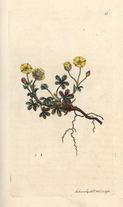 Large-flowered potentilla, Potentilla grandiflora (Spring cinquefoil, Potentilla verna) (cincoenrama) Grabado en cobre coloreado a mano según una ilustración de James Sowerby de James Smith