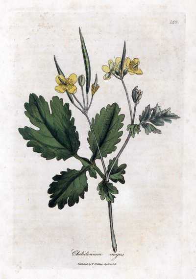 Chelidoine grande o luz grande - Celidonia mayor, Chelidonium majus. Grabado en cobre coloreado a mano de una ilustración botánica de James Sowerby extraída de "Medical Botany" de William Woodville y Sir William Jackson Hooker, John Bohn, Londres. de James Sowerby