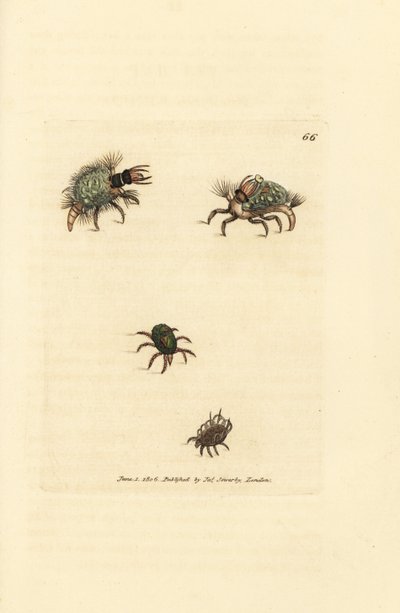 Larva de Hemerobius (crisopa) vestida de liquen, con ácaro Acarus amictus y ácaro canastero Acarus corbicula. Grabado en cobre coloreado a mano por James Sowerby de The British Miscellany, or Coloured figures of new, rare, or little known ani de James Sowerby