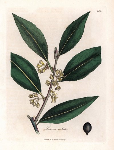 Salsa Laurier. Grabado en cobre coloreado a mano a partir de un dibujo de James Sowerby (1757-1822), en Botanique Medicinale de James Sowerby