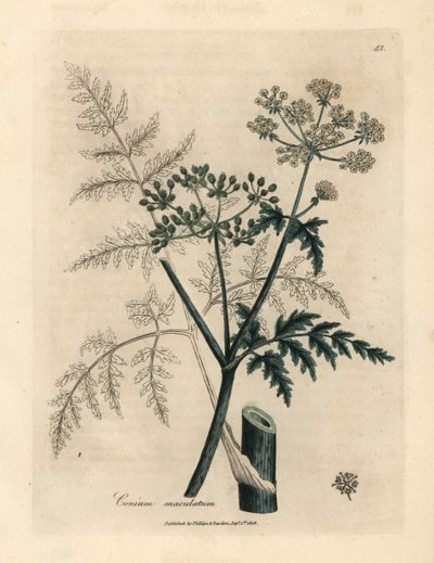 Hojas y flores de cicuta, Conium maculatum de James Sowerby