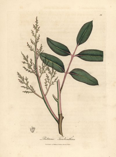 Hojas y flores del árbol del chian o trementina de Chipre, Pistacia terebinthus de James Sowerby