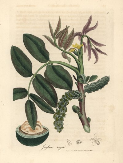 Hojas, flor amarilla y nuez del nogal común, Juglans regia de James Sowerby