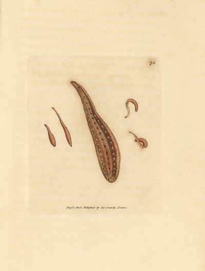Sanguijuela, Hirudo circulans. Grabado en cobre coloreado a mano por James Sowerby de The British Miscellany, or Coloured figures of new, rare, or little known animal subjects. de James Sowerby