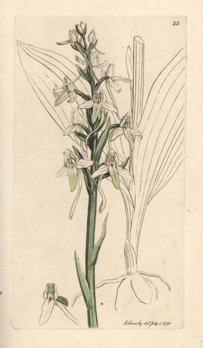 Orchis mariposa menor, Platanthera bifolia (Orchis bifolia). Grabado en cobre coloreado a mano según una ilustración de James Sowerby de James Smith
