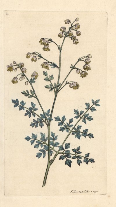 Calle del prado menor, Thalictrum minus. Grabado en cobre coloreado a mano según una ilustración de James Sowerby de James Smith