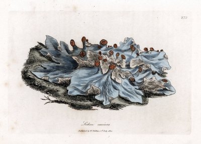 Lichen variete - Hepática terrestre de color ceniza, Lichen caninus. Grabado en cobre coloreado a mano de una ilustración botánica de James Sowerby de la obra de William Woodville y Sir William Jackson Hooker "Medical Botany", John Bohn, Londres. de James Sowerby