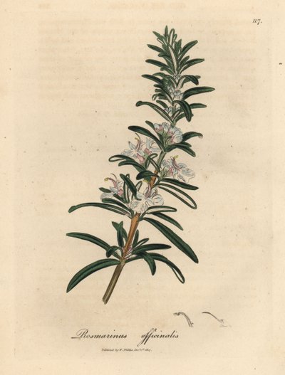 Romero de flor azul claro, Rosmarinus officinalis de James Sowerby
