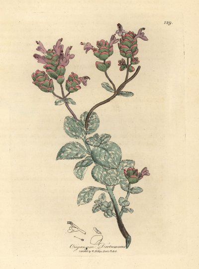 Lirio de Creta, Origanum dictamnus de James Sowerby