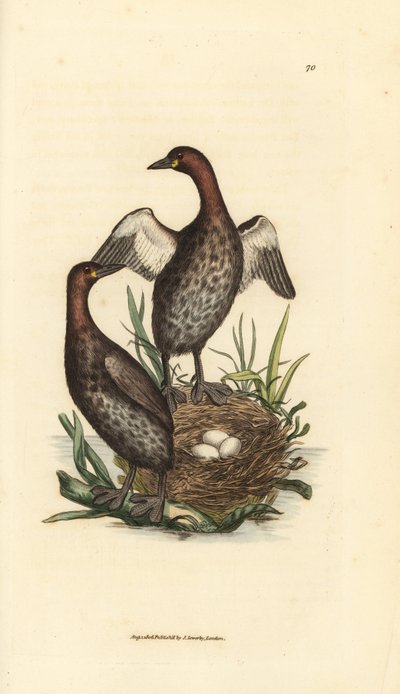 Zampullín chico, Tachybaptus ruficollis (¿Zampullín chico, Colymbus hebridicus?). Pareja en el nido con tres huevos. Grabado en cobre coloreado a mano por James Sowerby de The British Miscellany, or Coloured figures of new, rare, or little known animal. de James Sowerby