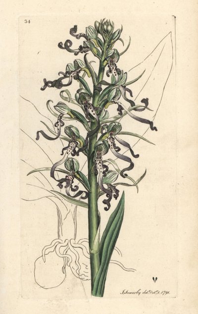 Orquídea lagarto, Himantoglossum hircinum (Lizard satyrion u ochis, Satyrium hircinum). Grabado en cobre coloreado a mano según una ilustración de James Sowerby de James Smith