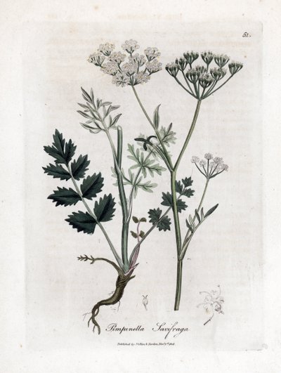 Saxifrage de Locage - Saxifrage de Burnet, Pimpinella saxifraga. Grabado en cobre coloreado a mano a partir de una ilustración botánica de James Sowerby de "Medical Botany" de William Woodville y Sir William Jackson Hooker, John Bohn, Londres. de James Sowerby