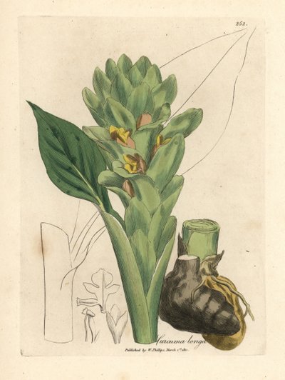 Cúrcuma de raíz larga, Curcuma longa de James Sowerby