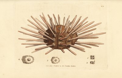 Erizo de mar, Cidaris cidaris (Echinus cidaris). Grabado en cobre coloreado a mano por James Sowerby de The British Miscellany, or Coloured figures of new, rare, or little known animal subjects. de James Sowerby