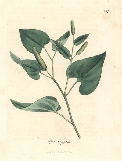 Pimienta larga, Piper longum de James Sowerby
