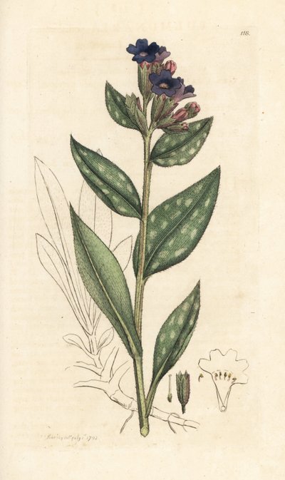 Lungwort, Pulmonaria officinalis (pulmonaria) Grabado en cobre coloreado a mano según una ilustración de James Sowerby de James Smith