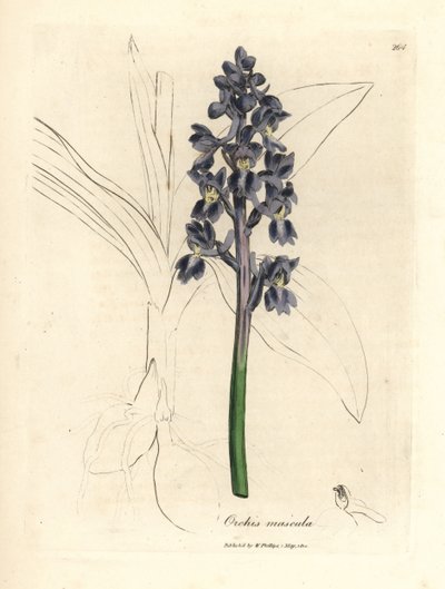 Orchis masculina, Orchis mascula de James Sowerby