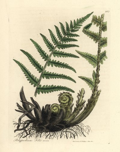 Helecho polipodio macho, Polypodium filix mas de James Sowerby