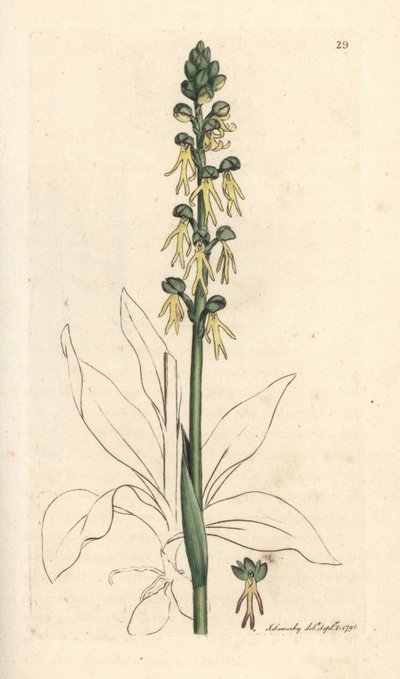 Orquídea del hombre, Orchis anthropophora (Green man orchis, Ophrys anthropophora). Grabado en cobre coloreado a mano según una ilustración de James Sowerby de James Smith