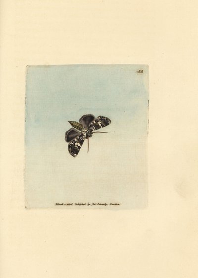 Polilla coronada jaspeada, Hadena confusa (Phalaena x-scriptum). Grabado en cobre coloreado a mano por James Sowerby de The British Miscellany, or Coloured figures of new, rare, or little known animal subjects. de James Sowerby