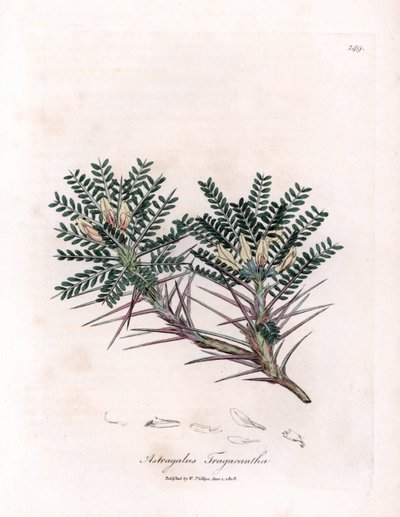 Astrágalo de Marsella o cojín de la madre - Veza lechera espina de cabra, Astragalus tragacantha. Grabado en cobre coloreado a mano a partir de una ilustración botánica de James Sowerby de la obra "Botánica médica" de William Woodville y Sir William Jackso de James Sowerby